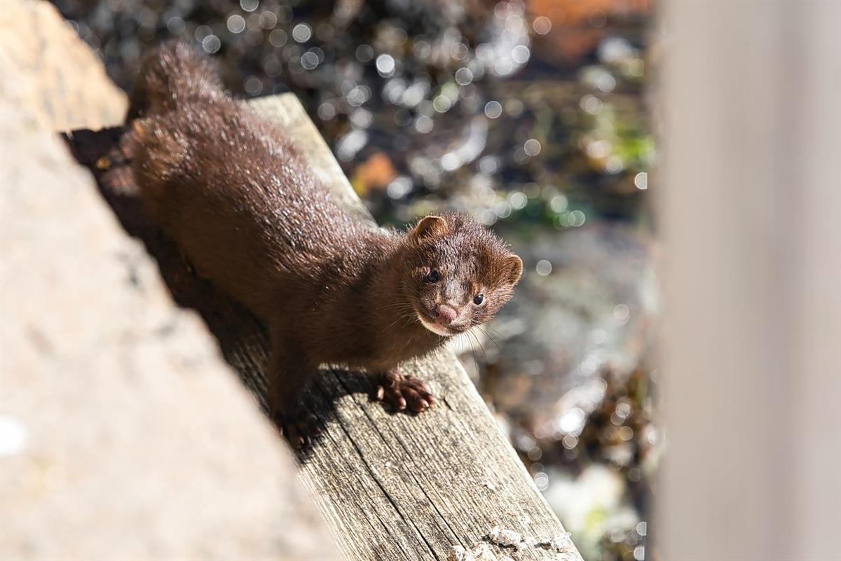 En mink i naturen. Bilde. - Klikk for stort bilde